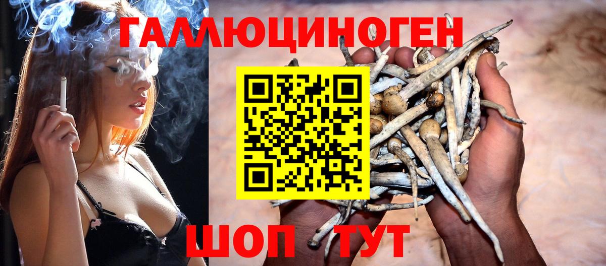 Губкин  Псилоцибиновые грибы Psilocybe  Вход с VPN 
